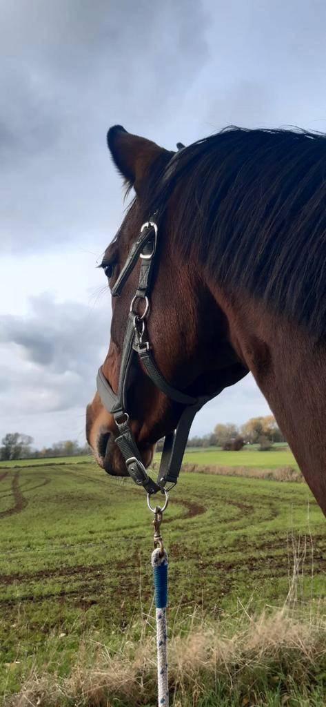 Merrie, Dieren en Toebehoren, Paarden, Merrie