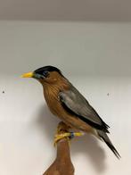 2-1 pagode spreeuw ( in nl ), Meerdere dieren, Tropenvogel, Geringd