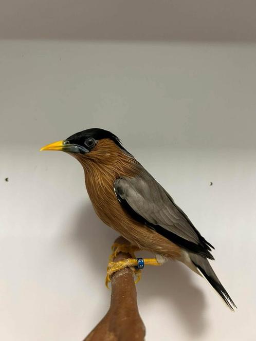 2-1 pagode spreeuw ( in nl ), Dieren en Toebehoren, Vogels | Overige Vogels, Tropenvogel, Meerdere dieren, Geringd