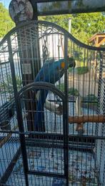 ara papagaai man, Dieren en Toebehoren, Vogels | Parkieten en Papegaaien, Tam