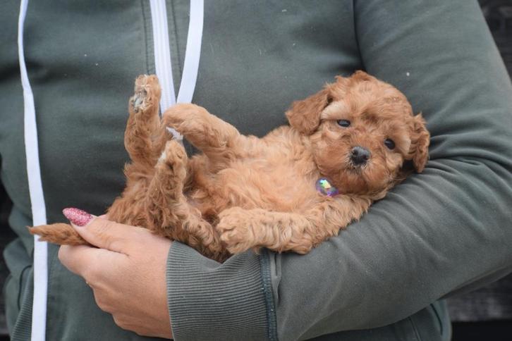 Chiots caniches - un excellent choix, Animaux & Accessoires, Chiens | Chihuahuas & Chiens de compagnie, Plusieurs animaux, Caniche