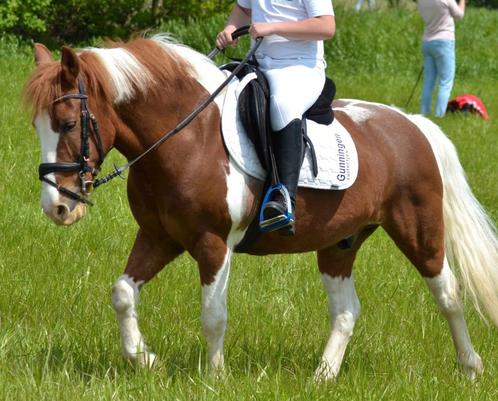 Te koop: C-Pony, Dieren en Toebehoren, Paarden en Pony's | Verzorgingsproducten, Ophalen