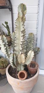 Mooie cactussen ( euphorbia's), Huis en Inrichting, Ophalen