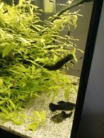 Verschillende vissen te koop moeten dringend weg!, Dieren en Toebehoren