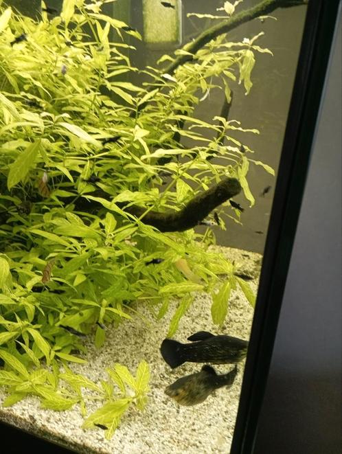 Verschillende vissen te koop moeten dringend weg!, Dieren en Toebehoren, Vissen | Aquariumvissen