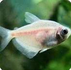 Gratis vis. Witte tetra.voor warmwater aquarium.3,4 cm groot, Vis
