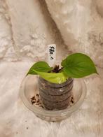 Philodendron fibraecataphyllum stekken, Huis en Inrichting, Kamerplanten, Ophalen, Overige soorten, Halfschaduw, Minder dan 100 cm