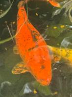 Koi Hi Utsuri 50 cm, Dieren en Toebehoren, Karper of Koi