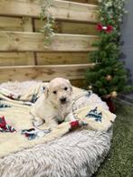 Prachtige golden retriever pups, Dieren en Toebehoren, Golden retriever, België, CDV (hondenziekte), 8 tot 15 weken