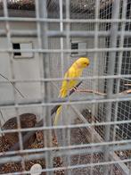 Koppel halsbandparkieten van 2023 te koop, Meerdere dieren, Parkiet, Geringd