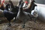 Brugse Vechters kippen jonge dieren, Dieren en Toebehoren, Pluimvee, Meerdere dieren, Kip