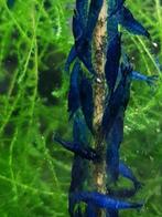 Hobbyaquarium Blue dream  garnalen / mooi op kleur, Kreeft, Krab of Garnaal, Zoetwatervis, Schoolvis