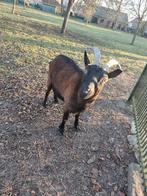 Grote vrouwelijke hert geit, Femelle, Chèvre