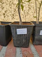 tomaten plantjes, Tuin en Terras, Ophalen