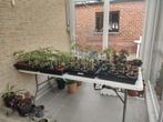 Kerstomatenplantjes, Tuin en Terras, Ophalen, Volle zon, Groenteplanten, Eenjarig