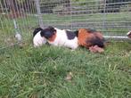 Jonge cavia's beschikbaar, handtam, leuke kleuren., Cavia