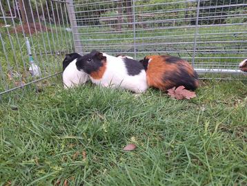 Jonge cavia's beschikbaar, handtam, leuke kleuren., Dieren en Toebehoren, Knaagdieren, Cavia