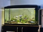 Aquarium complet avec poissons et matériel bac 1 ans, Animaux & Accessoires, Enlèvement ou Envoi, Comme neuf