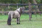 Shetlander ruin blue dun, Dieren en Toebehoren, Pony's, Ruin, Niet van toepassing, 0 tot 2 jaar, A pony (tot 1.17m)