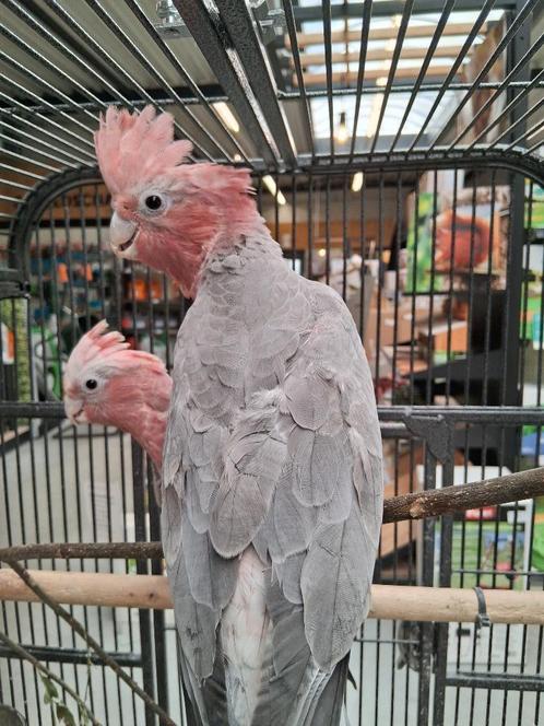 handtamme rose kaketoes, Dieren en Toebehoren, Vogels | Parkieten en Papegaaien, Geringd