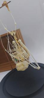 Squelette de chauve-souris cabinet de curiosités, Enlèvement ou Envoi