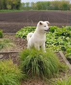 witte akita inu pups, Dieren en Toebehoren, Particulier, CDV (hondenziekte), Meerdere, 8 tot 15 weken