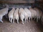 Mooie schapen van2025, Dieren en Toebehoren, Schapen, Geiten en Varkens