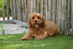 Prachtige Cavapoo pups, Dieren en Toebehoren, België, Overige rassen, CDV (hondenziekte), 8 tot 15 weken