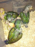 Baby Pionus Bronsvleugel-papegaaien (supertam), Dieren en Toebehoren, Vogels | Parkieten en Papegaaien, Geslacht onbekend, Papegaai