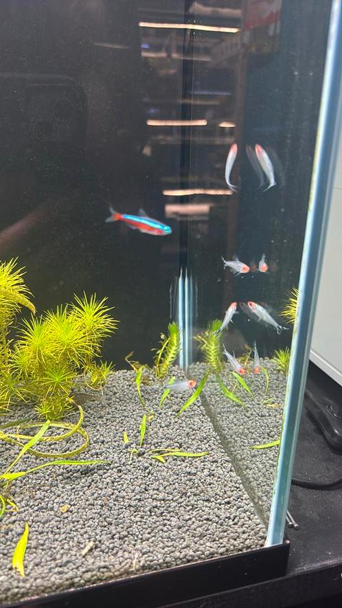 Hemigrammus bleheri diamond, Dieren en Toebehoren, Vissen | Aquariumvissen, Zoetwatervis, Vis, Schoolvis