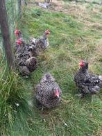 Mechelse Hoen Koekoek hennen, Dieren en Toebehoren, Pluimvee