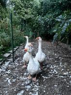 Ganzen, Dieren en Toebehoren, Pluimvee, Meerdere dieren, Gans of Zwaan