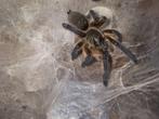 Harpactira pulchripes, Dieren en Toebehoren, Insecten en Spinnen, Spin of Schorpioen