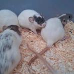 Jonge dwergratjes en gewone ratjes, dumbo oortjes, handtam, Dieren en Toebehoren, Knaagdieren, Augustus, Rat, Tam