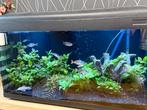 Aquarium 180 lit, Ophalen, Gebruikt, Gevuld zoetwateraquarium