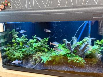 Aquarium 180 lit beschikbaar voor biedingen