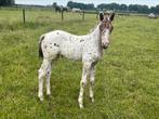 Appaloosa hengstjes te koop d pony en mini’s, Dressuurpony, Niet van toepassing, 0 tot 2 jaar, Hengst