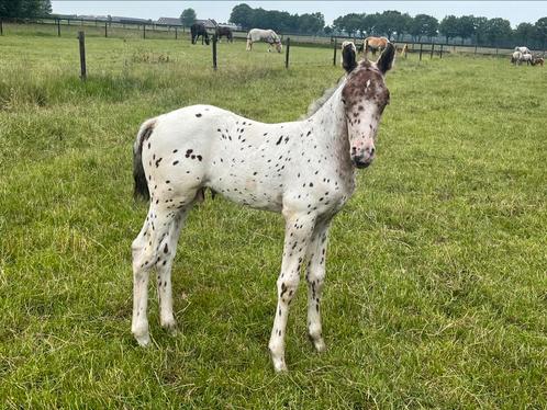 Appaloosa hengstjes te koop d pony en mini’s, Dieren en Toebehoren, Pony's, Hengst, Niet van toepassing, D pony (1.37m tot 1.48m)