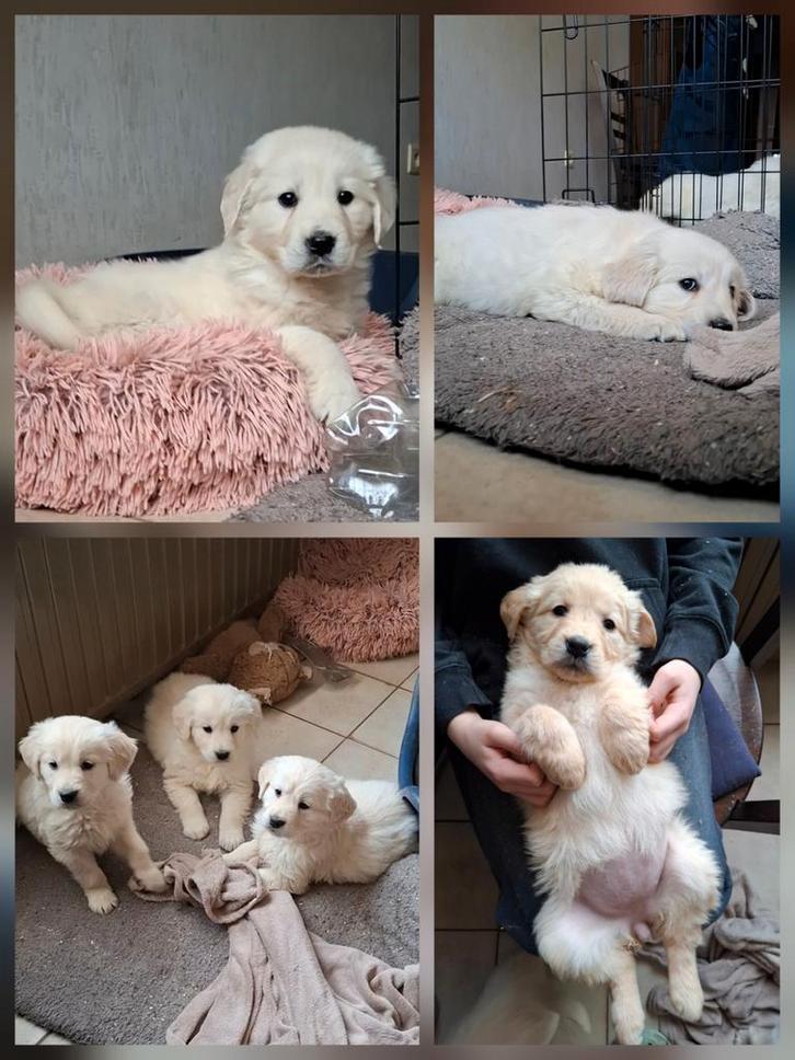 Lieve golden retriever pups op boerderij ouders aanwezig, Dieren en Toebehoren, Honden | Retrievers, Spaniëls en Waterhonden, Meerdere dieren