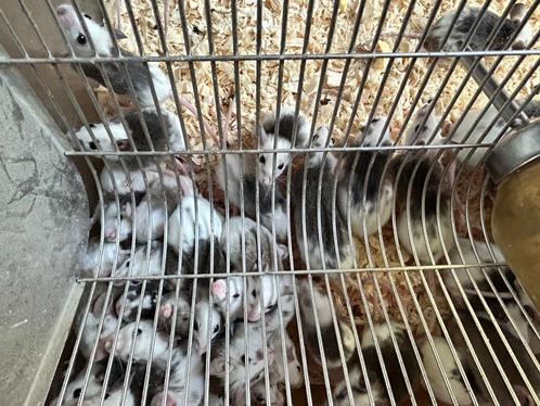 Voeder muizen, Dieren en Toebehoren, Reptielen en Amfibieën, Overige soorten, 0 tot 2 jaar