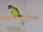 Pruimkop pruimekop lutino opaline, Dieren en Toebehoren, Vogels | Parkieten en Papegaaien, Mannelijk, Parkiet, Geringd