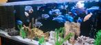 Aquarium complet de 2 mètres avec armoire et stock de poisso, Comme neuf, Enlèvement ou Envoi