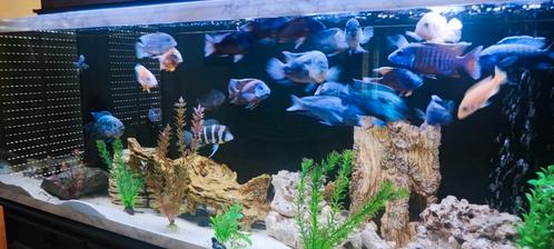 Aquarium complet de 2 mètres avec armoire et stock de poisso, Animaux & Accessoires, Poissons | Aquariums & Accessoires, Comme neuf