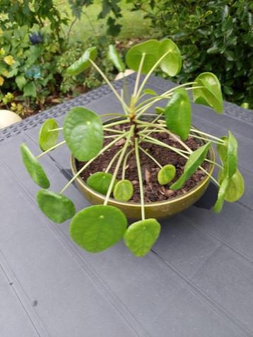 PLANTE VERTE PILEA beschikbaar voor biedingen