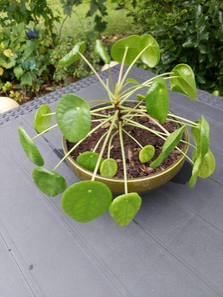 PLANTE VERTE PILEA, Huis en Inrichting, Kamerplanten, Vetplant, Minder dan 100 cm, Groene kamerplant, Halfschaduw, In pot, Ophalen