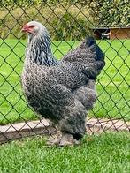 Brahma hennen, Dieren en Toebehoren, Vrouwelijk, Kip