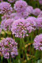 Allium Millenium, Tuin en Terras, Ophalen, Zomer