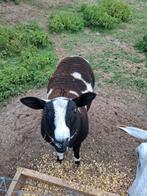 Mooie baggerbonte bok te koop, Mannelijk, Schaap, 0 tot 2 jaar