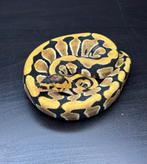 1.0 enchi crypton 100% th hypo dg pied cb25, Dieren en Toebehoren