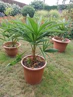 Opkoper gezocht voor palmplanten, Ophalen